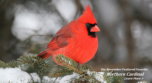 Northern Cardinal